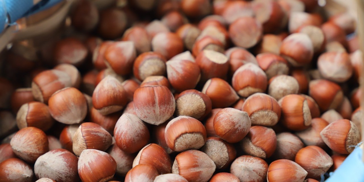 Fındık fiyatları tepetaklak oldu! 10 Şubat 2024 Ordu, Samsun, Sakarya il il fındık fiyatları