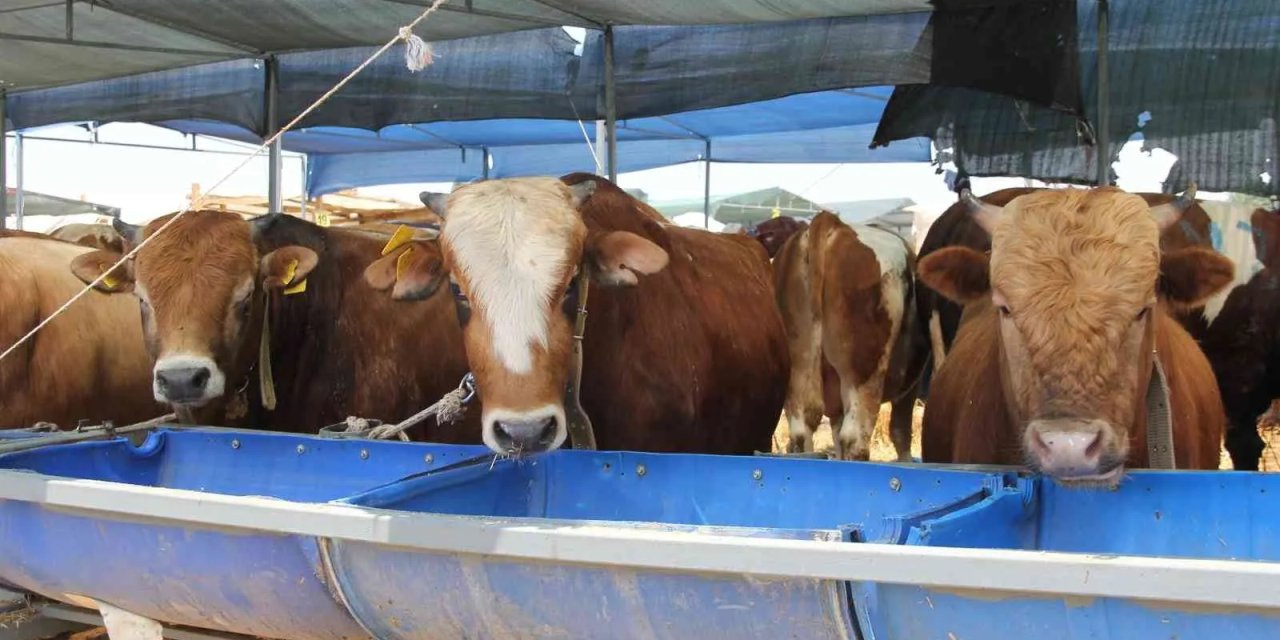 Bayramın 3. Gününde Kurbanlık fiyatları Düştü Mü?